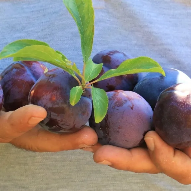 Kanserin düşmanı kara erik hoşafı
