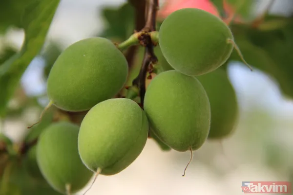 Daha önce yere dökülüyordu! Kayısı çağlasının kilosu 100 TL'den satılıyor - 18