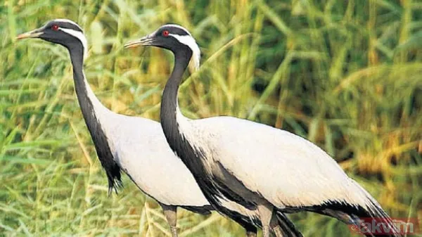 Türkiye'de 17 yıl sonra bir ilk! Telli turnalar yuva kurdu - 14