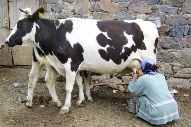 Rüyada süt sağdığını görmek ne anlama gelir?