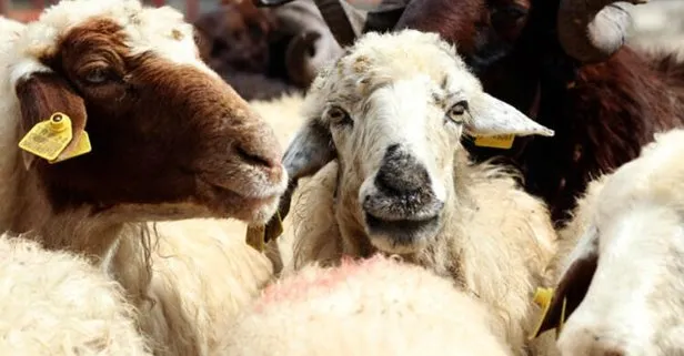 Kurbanlık canlı kilo fiyatı 2019! Koç ve büyükbaş fiyatları....