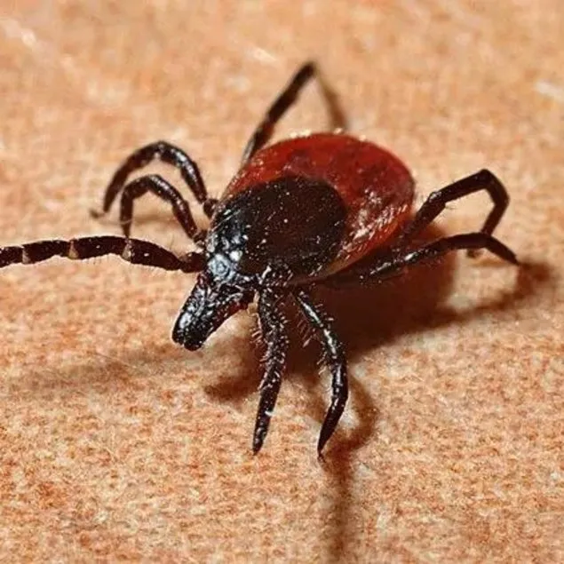 7 çocuk annesi kene nedeniyle hayatını kaybetti