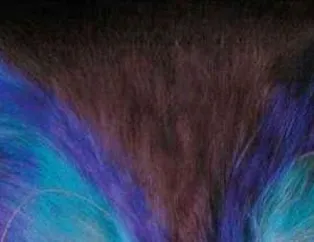 İşte Boyalı Kediler!