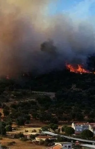 Son dakika... İzmir Dikili'de orman yangını
