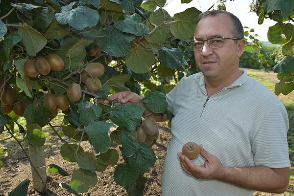 Banka sektörünü bıraktı kivi yetiştiriciliğine başladı! Türkiye'nin dört bir yanına gönderiyor!-3