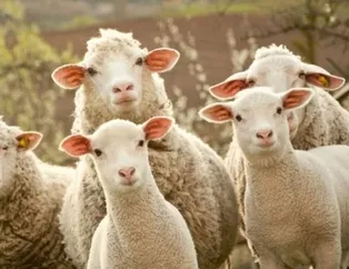 Kurban Bayramı 2021 ne zaman? Kurban Bayramı tatili kaç gün olacak?