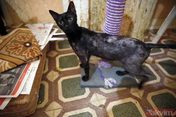 Büyükada'da salgın! 4 ayda 700 kedi Feline Enfeksiyoz Peritonit (FIP) hastalığından öldü! Hayvanseverler CHP'li belediyeyi kayıt tutmadığı için suçladı - 2