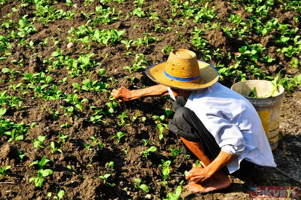 "Tarım öldü" diyenleri ters köşe yapacak rakamlar! Bakanlık sağladığı desteklerle organik üretim ve tüketimi artırıyor - 5