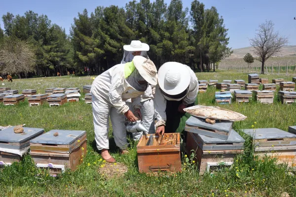 kayinpederleri-sevdirdi-bu-3-elti-kavga-etmiyor-aricilik-yapiyor-1618815619535.jpg Kayınpederleri sevdirdi! Bu 3 elti kavga etmiyor! Arıcılık yapıyor-7