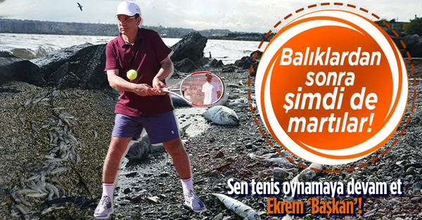 Son dakika: Küçükçekmece Gölü'nde balık ölümlerinin ardından şimdi de martılar ölüyor!-1