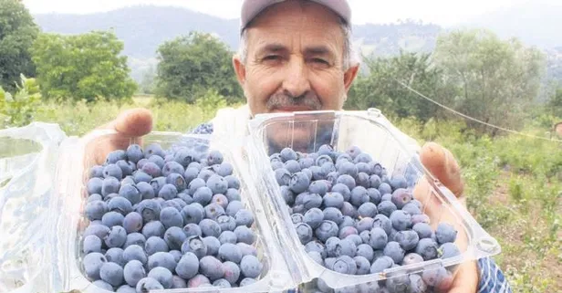 1 dönümden 100 bin TL