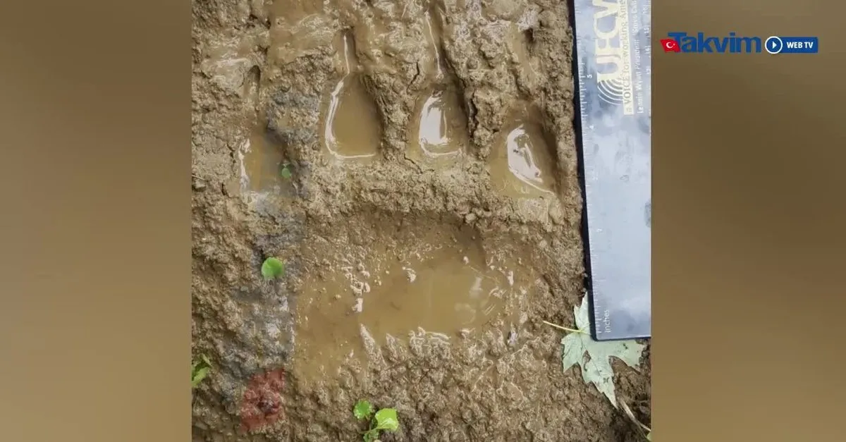 dogman adi verilen gizemli canavar abd