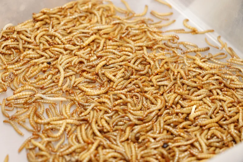 Antalya'da çekirgenin kavurmasını yapıp ailesine yediriyor! - 8