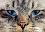 5 kediyi 9 saniyede bul! 271 kişiden sadece 2si başarılı oldu... En popüler üstün zeka testi