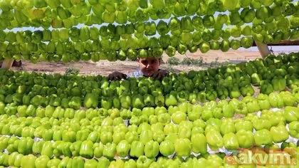 Gaziantep’te kış yemekleri için sebzeler kurutulmaya başlandı