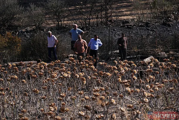 Çeşme yangınında zarar gören alanlar görüntülendi: Her şeyimiz yandı - 33