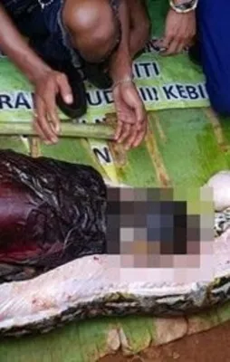 Endonezya'da piton kadını yuttu