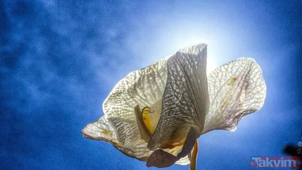 Telefonla Ay Fotoğrafı Nasıl Çekilir? Bir Akıllı Telefonla Ay'ın Etkileyici Halini Fotoğraflamak, Bazı Püf Noktalarıyla Mümkün Hale Geliyor 🌷Tripod Kullanarak...