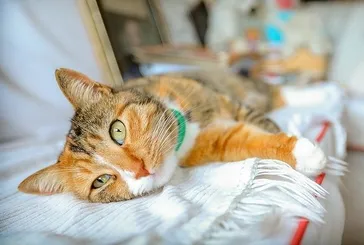 Kişilik Testi: Kedi insanı mısınız yoksa köpek mi? Tercihiniz karakterinizin gizli kodlarını taşıyor