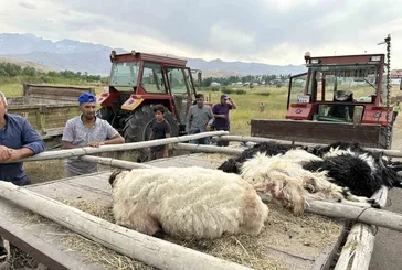 Hakkari'de köpekler sürüye saldırdı, 30’a yakın koyun telef oldu