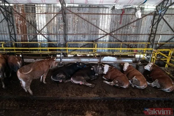 Kurban nasıl kesilir? Kurban için vekalet nasıl verilir? Kurban ibadetinde nelere dikkat edilmeli? Diyanet kurbanda dikkat edilmesi gerekenleri açıkladı - 2