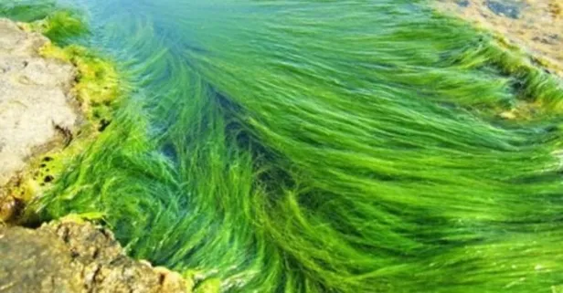 Rüyada yosun görmek ne anlama gelir?