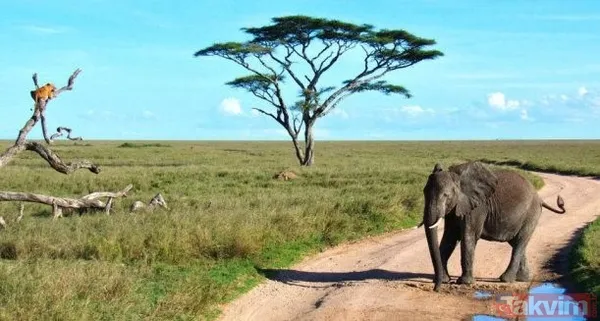 Yılan evcil köpeğe saldırdı! Dehşet dolu anlar... - 42