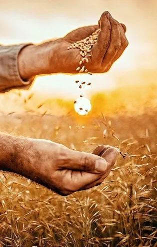 Son dakika: Başkan Erdoğan'dan çiftçiye destek talimatı! Vatandaşa ücretsiz dağıtılacak