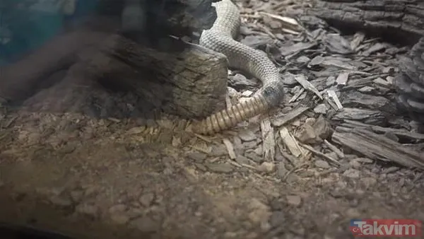 Çıngıraklı yılanın kuyruğundan çıkanlar görenleri şoke etti! Sonrasında ise... - 8