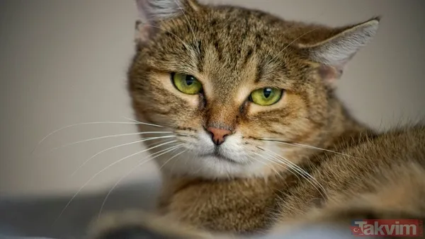 Türkiye sandınız ama değil! 74 milyonla dünyanın en çok kedi besleyen ülkesi açıklandı - 12