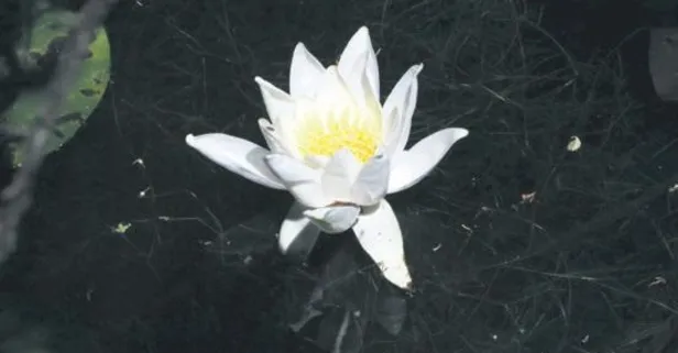 Koparanın ocağı solar!