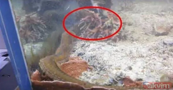 Aslan ve kaplanın (kavgası) karşılaşması hayrete düşürdü! - 31