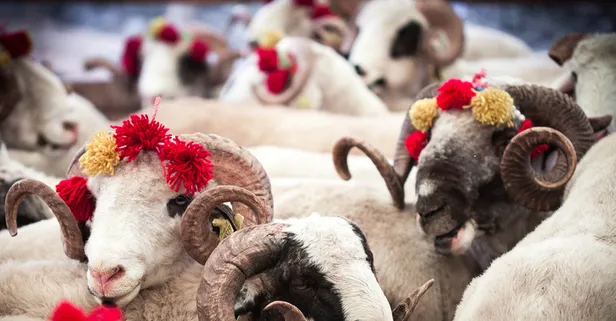 Kurban Bayramı ne zaman 2022? Diyanet takvimine göre Kurban Bayramı hangi ayda, hangi günler idrak edilecek? Kurban ibadeti…