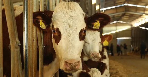 Kurban Bayramı için kaç adet hayvan hazır?