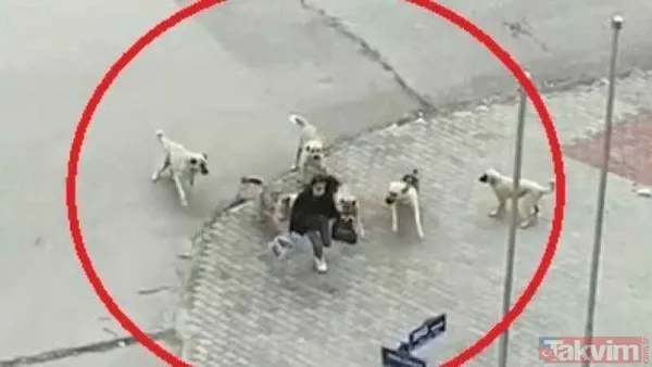 Başıboş sokak köpeği sorununa tarihsel bakış! Atatürk dönemindeki Resmi Gazete'de 'umumi mücade' vurgusu - 6