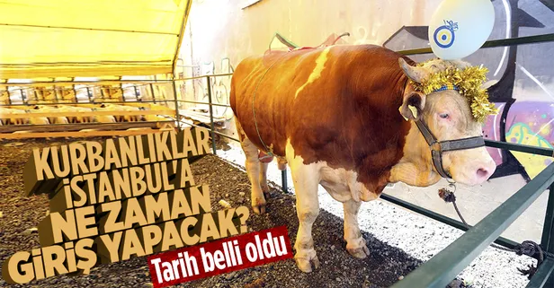 Kurbanlıklar İstanbul'a ne zaman gelecek? Tarih belli oldu