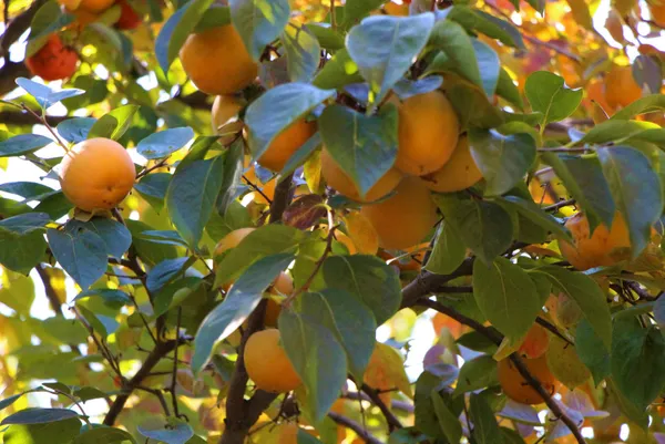 yeni-sari-altin-cennet-hurmasi-dalinda-kilosu-3-lira-kurutup-40-liradan-satiyorlar-1635764052991.jpg Yeni sarı altın: Cennet hurması! Dalında kilosu 3 lira kurutup 40 liradan satıyorlar-10