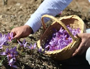 Bir kilosu 40 bin lira