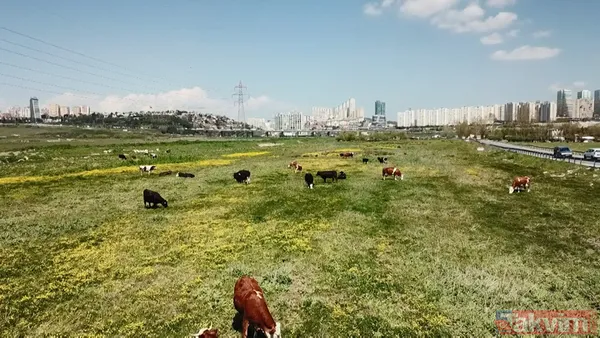 İstanbul'da Başakşehir'den Avcılar'a kadar turuncu akan dere tepki çekti - 6