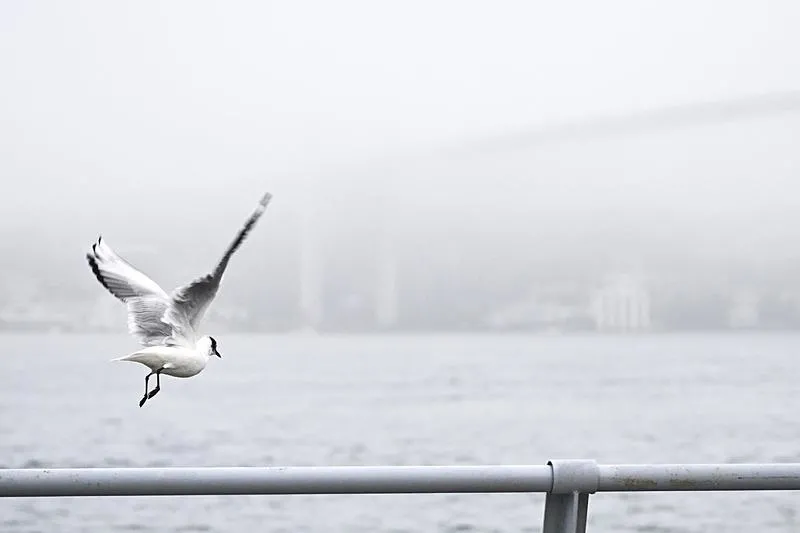 İstanbul'da deniz ve hava ulaşımına normale döndü-7