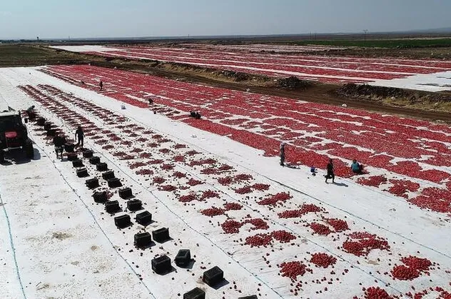 Diyarbakır ve Şanlıurfa'da yetiştirildi! Tam 80 bin ton! ABD ve Avrupa'dan talep yağıyor