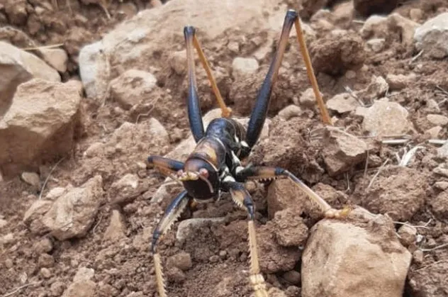 Adıyaman'da insana saldıran çekirge paniği