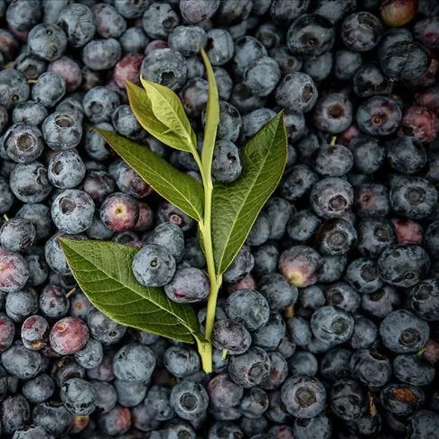 Hafızaya yaban mersini