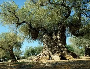 Şaşırtan olay! 1500 yıllık zeytin ağacı meyve verdi