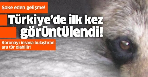 Son dakika: Korkutan gelişme! Türkiye’de ilk kez görüldü! Koronavirüsü insana bulaştıran ara tür olabilir!