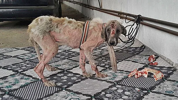 Dehşete düşüren olayda yeni gelişme! O köpek artık koruma altında!-2