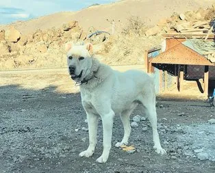 Poyraz’ı bulana 5 bin lira ödül