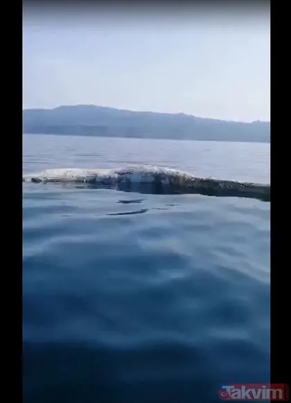 Adana ve Hatay’da balina görülmesi heyecanlandırdı! Açıklama geldi
