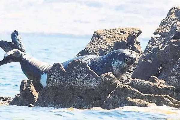 Başkan Erdoğan hassas bölge ilan etmişti! CHP'li belediyeden çevre katliamı!-3