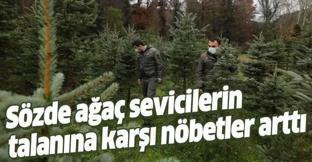 İstanbul’da yılbaşı öncesinde kaçak çam ağacı kesiminin önüne geçmek için Orman Bölge Müdürlüğü denetimleri artırdı
